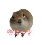 我が家のリチャードソンジリス！（個別スタンプ：11）