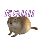 我が家のリチャードソンジリス！（個別スタンプ：12）