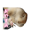 我が家のリチャードソンジリス！（個別スタンプ：13）