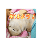我が家のリチャードソンジリス！（個別スタンプ：14）