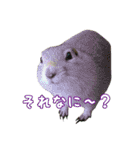 我が家のリチャードソンジリス！（個別スタンプ：15）