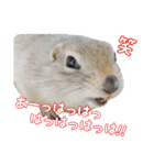 我が家のリチャードソンジリス！（個別スタンプ：16）