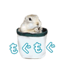 我が家のリチャードソンジリス！（個別スタンプ：17）