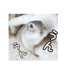 我が家のリチャードソンジリス！（個別スタンプ：18）