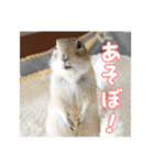 我が家のリチャードソンジリス！（個別スタンプ：19）