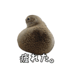 我が家のリチャードソンジリス！（個別スタンプ：20）