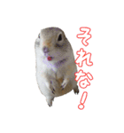 我が家のリチャードソンジリス！（個別スタンプ：21）