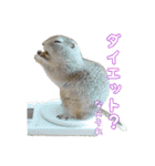 我が家のリチャードソンジリス！（個別スタンプ：22）