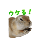 我が家のリチャードソンジリス！（個別スタンプ：23）