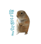 我が家のリチャードソンジリス！（個別スタンプ：24）