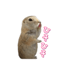 我が家のリチャードソンジリス！（個別スタンプ：25）