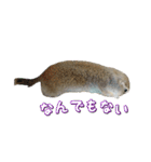 我が家のリチャードソンジリス！（個別スタンプ：26）