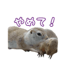 我が家のリチャードソンジリス！（個別スタンプ：27）