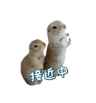我が家のリチャードソンジリス！（個別スタンプ：31）
