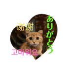 猫菩薩 極楽浄土（個別スタンプ：1）