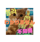 猫菩薩 極楽浄土（個別スタンプ：3）