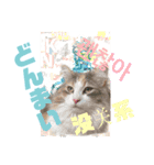 猫菩薩 極楽浄土（個別スタンプ：5）
