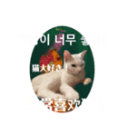 猫菩薩 極楽浄土（個別スタンプ：7）