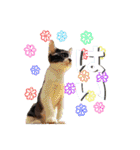 KumaKikiDâ202012（個別スタンプ：4）