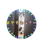 KumaKikiDâ202012（個別スタンプ：16）