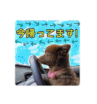 KumaKikiDâ202012（個別スタンプ：20）