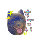 KumaKikiDâ202012（個別スタンプ：24）