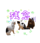 KumaKikiDâ202012（個別スタンプ：31）