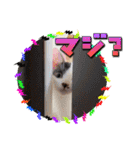 KumaKikiDâ202012（個別スタンプ：32）