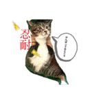 日常のねこたちかな？（個別スタンプ：2）