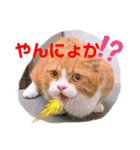 日常のねこたちかな？（個別スタンプ：3）