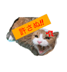 日常のねこたちかな？（個別スタンプ：4）