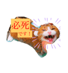 日常のねこたちかな？（個別スタンプ：5）