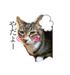 日常のねこたちかな？（個別スタンプ：6）