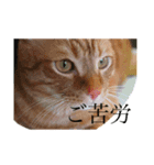 日常のねこたちかな？（個別スタンプ：7）