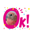 うちの鳥てんちゃん。（個別スタンプ：1）