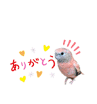 うちの鳥てんちゃん。（個別スタンプ：3）