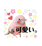 うちの鳥てんちゃん。（個別スタンプ：9）
