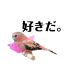 うちの鳥てんちゃん。（個別スタンプ：10）