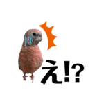 うちの鳥てんちゃん。（個別スタンプ：13）
