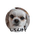 やさぐれぷーすけ（個別スタンプ：5）