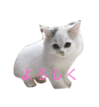 ラガマフィンのルルちゃん（個別スタンプ：1）