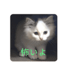 ラガマフィンのルルちゃん（個別スタンプ：3）
