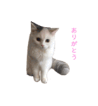 ラガマフィンのルルちゃん（個別スタンプ：4）