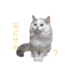 ラガマフィンのルルちゃん（個別スタンプ：5）