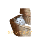 ラガマフィンのルルちゃん（個別スタンプ：8）