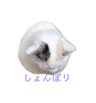 ラガマフィンのルルちゃん（個別スタンプ：11）