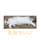 ラガマフィンのルルちゃん（個別スタンプ：12）