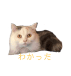 ラガマフィンのルルちゃん（個別スタンプ：16）
