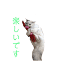 ラガマフィンのルルちゃん（個別スタンプ：19）