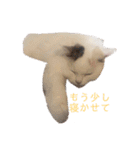ラガマフィンのルルちゃん（個別スタンプ：20）